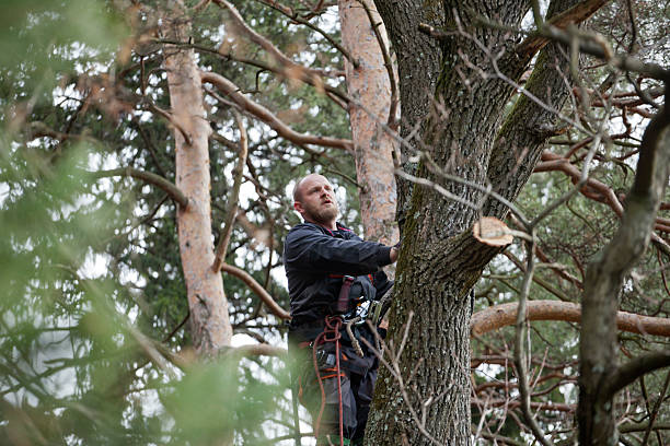 Central City, IL Tree Care Company